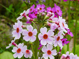 クリンソウ:3月10日の誕生花