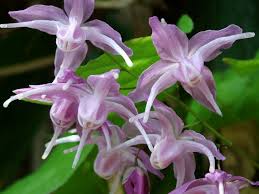 イカリソウ:3月13日の誕生花