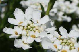 イベリス:3月15日の誕生花