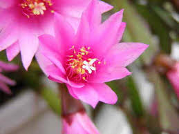 イースターカクタス:3月16日の誕生花