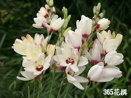 イキシア:3月17日の誕生花