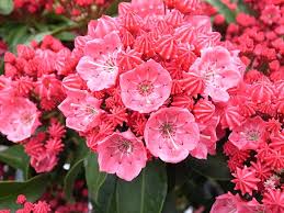 カルミア:3月21日の誕生花