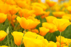 ハナビシソウ:3月24日の誕生花