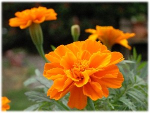 マリーゴールド:3月25日の誕生花