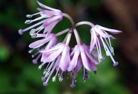 ショウジョウバカマ:3月27日の誕生花