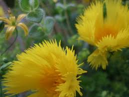 イエローサルタン:3月29日の誕生花