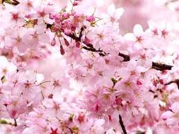 サクラ:4月1日の誕生花