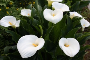 カラー:4月2日の誕生花