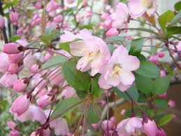 カイドウ:4月5日の誕生花