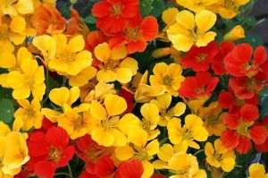 ナスタチューム:4月6日の誕生花