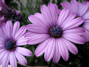 ディモルフォセカ:4月7日の誕生花