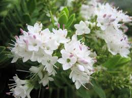 ヘーベ:4月8日の誕生花