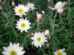 ペーパーカスケード:4月9日の誕生花