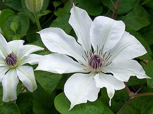 クレマチス:4月10日の誕生花