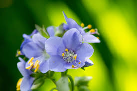 ハナシノブ:4月11日の誕生花