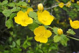 ヤマブキソウ:4月16日の誕生花