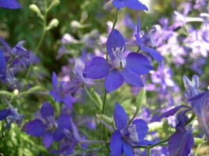 ラークスパー：４月１７日の誕生花