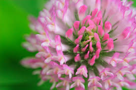 アカツメクサ:4月18日の誕生花