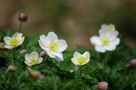 イチリンソウ:4月19日の誕生花