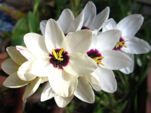 イキシア:4月20日の誕生花