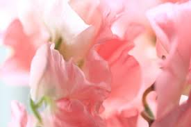 スイートピー:4月21日の誕生花