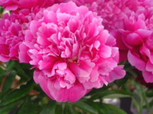 シャクヤク：４月２４日の誕生花