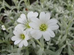 セラスチウム:4月25日の誕生花