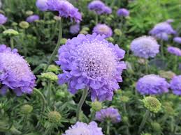 スカビオサ:4月26日の誕生花