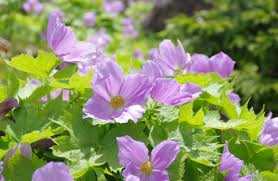 シラネアオイ:4月27日の誕生花