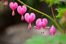 ケマンソウ:4月28日の誕生花