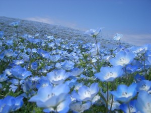 ネモフィラ:4月30日の誕生花