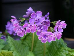 サクラソウ:5月1日の誕生花