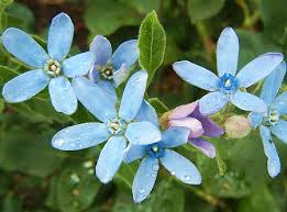 オキシペタラム:5月2日の誕生花