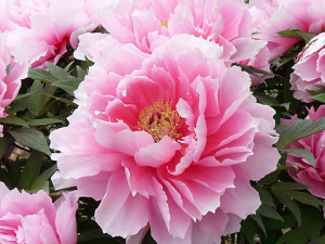 ボタン：５月３日の誕生花