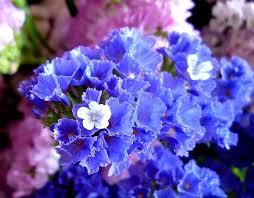 スターチス:5月4日の誕生花