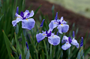 ハナショウブ:5月5日の誕生花