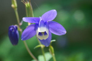 オダマキ:5月6日の誕生花