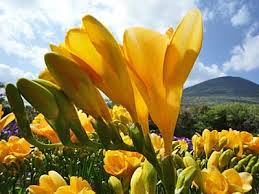 フリージア:5月8日の誕生花