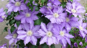 クレマチス：５月８日の誕生花