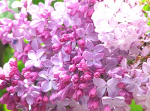 ライラック:5月12日の誕生花