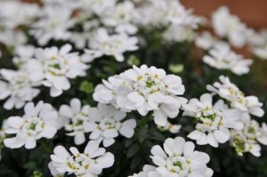 5月14日の誕生花:イベリス