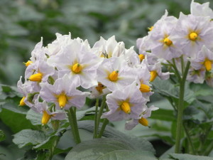 ５月１７日の誕生花：ジャガイモ