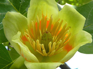 ユリノキ：５月１８日の誕生花