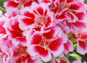 ゴデチア：５月２３日の誕生花