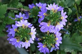 ブルーファンフラワー:5月28日の誕生花