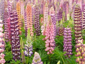 ルピナス:5月29日の誕生花