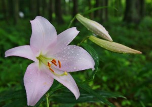 ササユリ：６月２日の誕生花