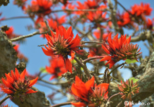 デイゴ：６月３日の誕生花