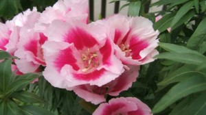 イロマツヨイグサ：６月４日の誕生花