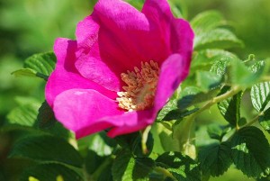 ハマナス:6月5日の誕生花